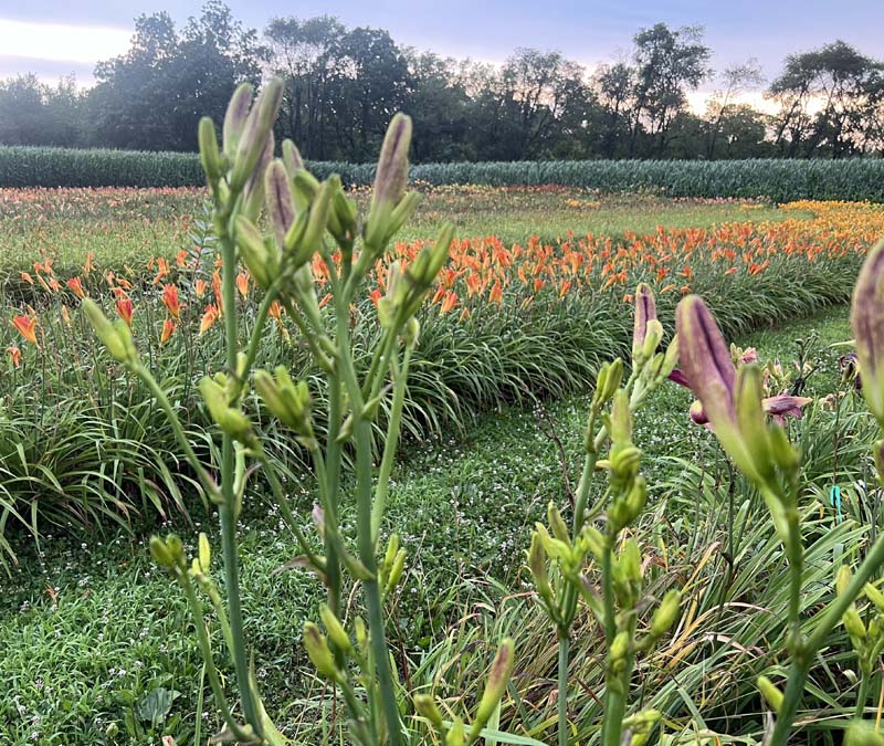 Tell Tchaikovsky The News 